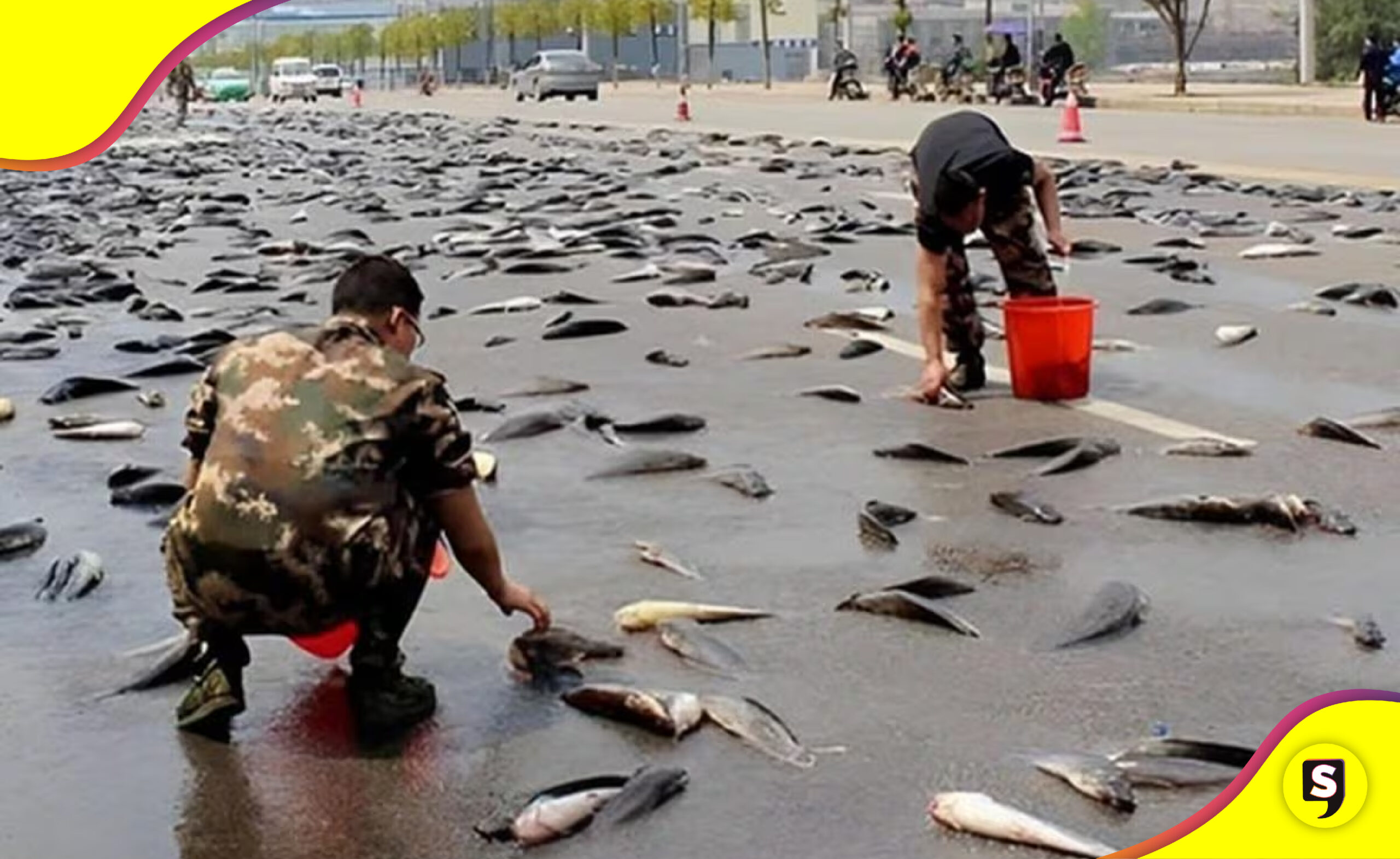 lluvia de peces en Irán