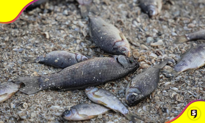 peces muertos