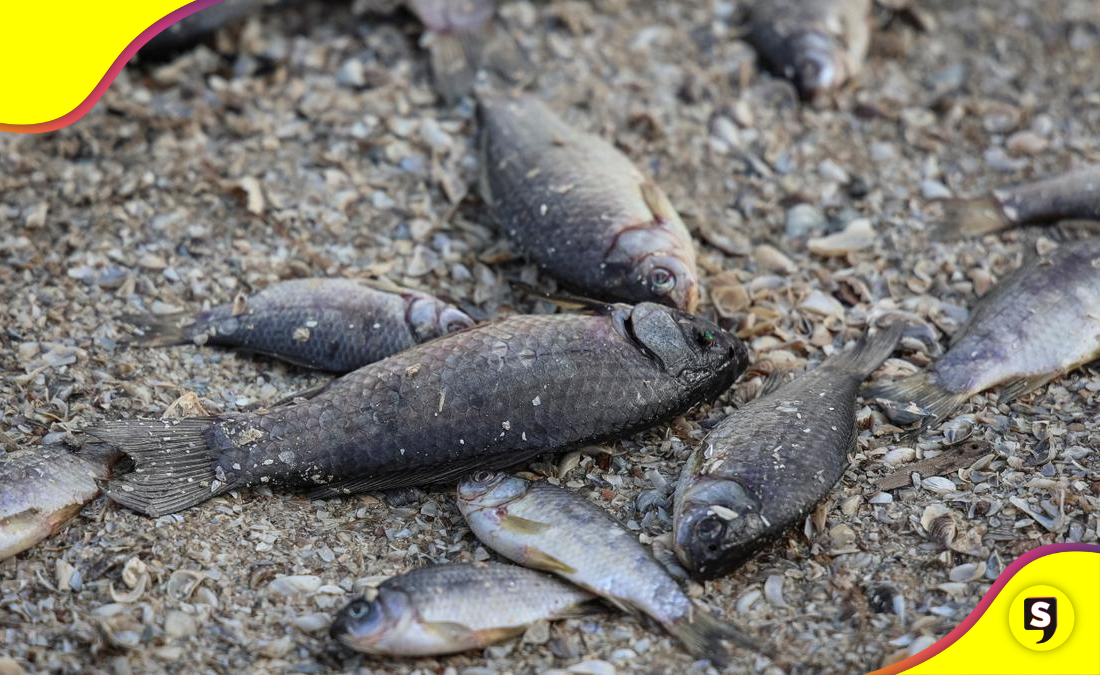 peces muertos