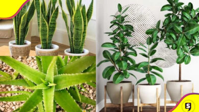 plantas que absorben el calor