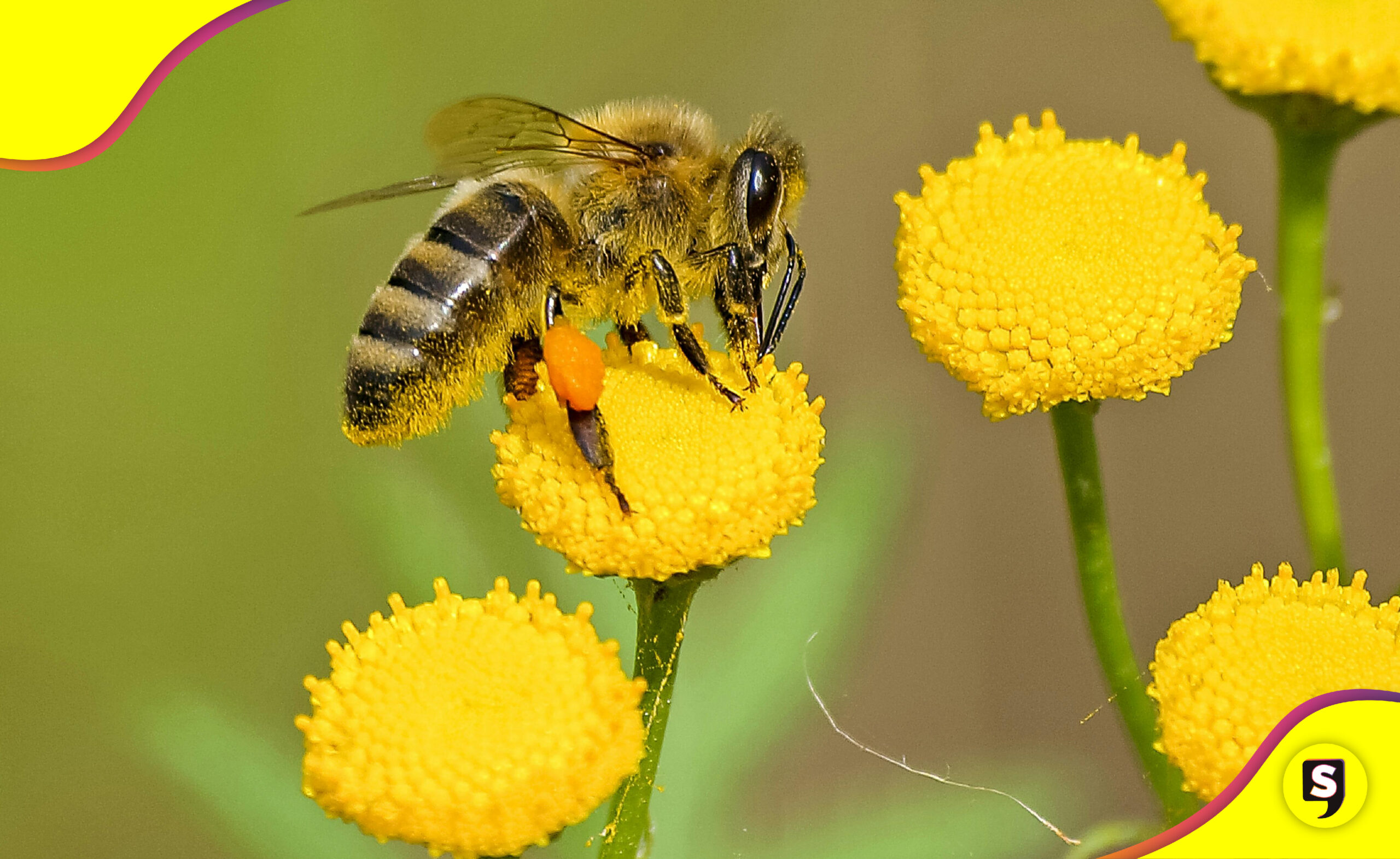 razones NUNCA matar abejas