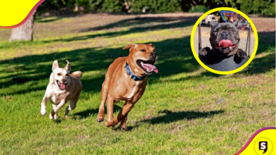 CDMX: Lugares Pet friendly que le encantarán a tu milaneso.