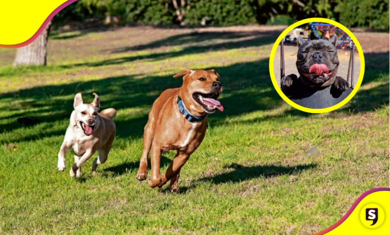 CDMX: Lugares Pet friendly que le encantarán a tu milaneso.