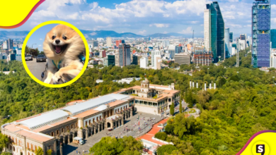 Bosque de Chapultepec: los nuevos atractivos que debes conocer.