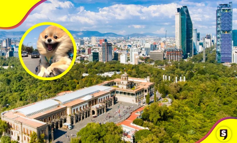 Bosque de Chapultepec: los nuevos atractivos que debes conocer.
