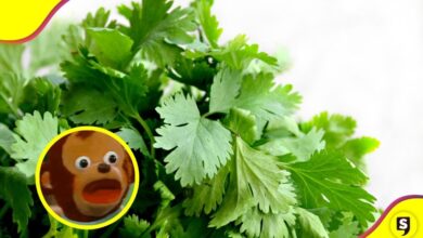 ¿Adiós al cilantro? Preparar unos tacos shidos se volverá un lujo.