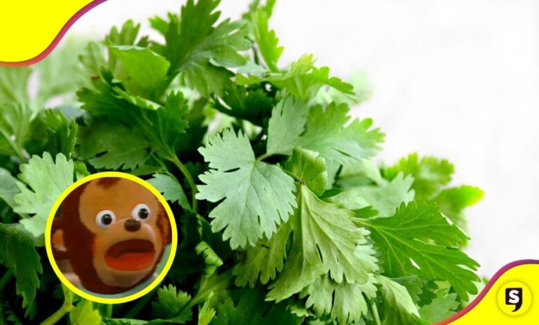 ¿Adiós al cilantro? Preparar unos tacos shidos se volverá un lujo.