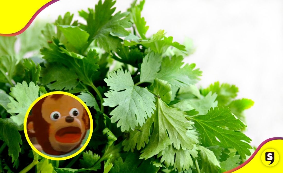 ¿Adiós al cilantro? Preparar unos tacos shidos se volverá un lujo.