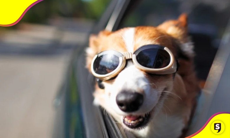 perritos viajeros