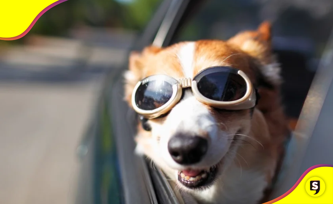 perritos viajeros