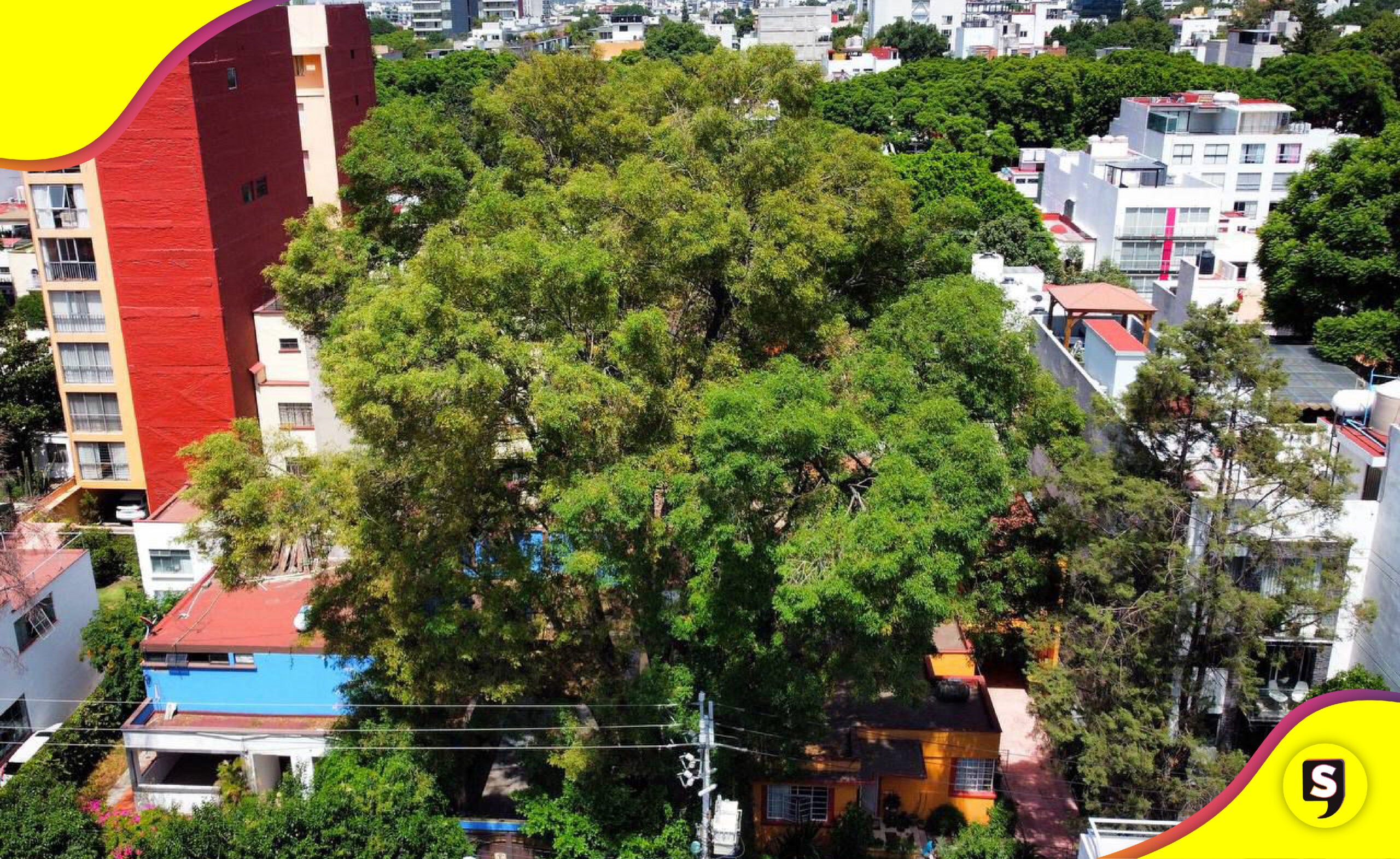 árbol Eugenio patrimonio natural