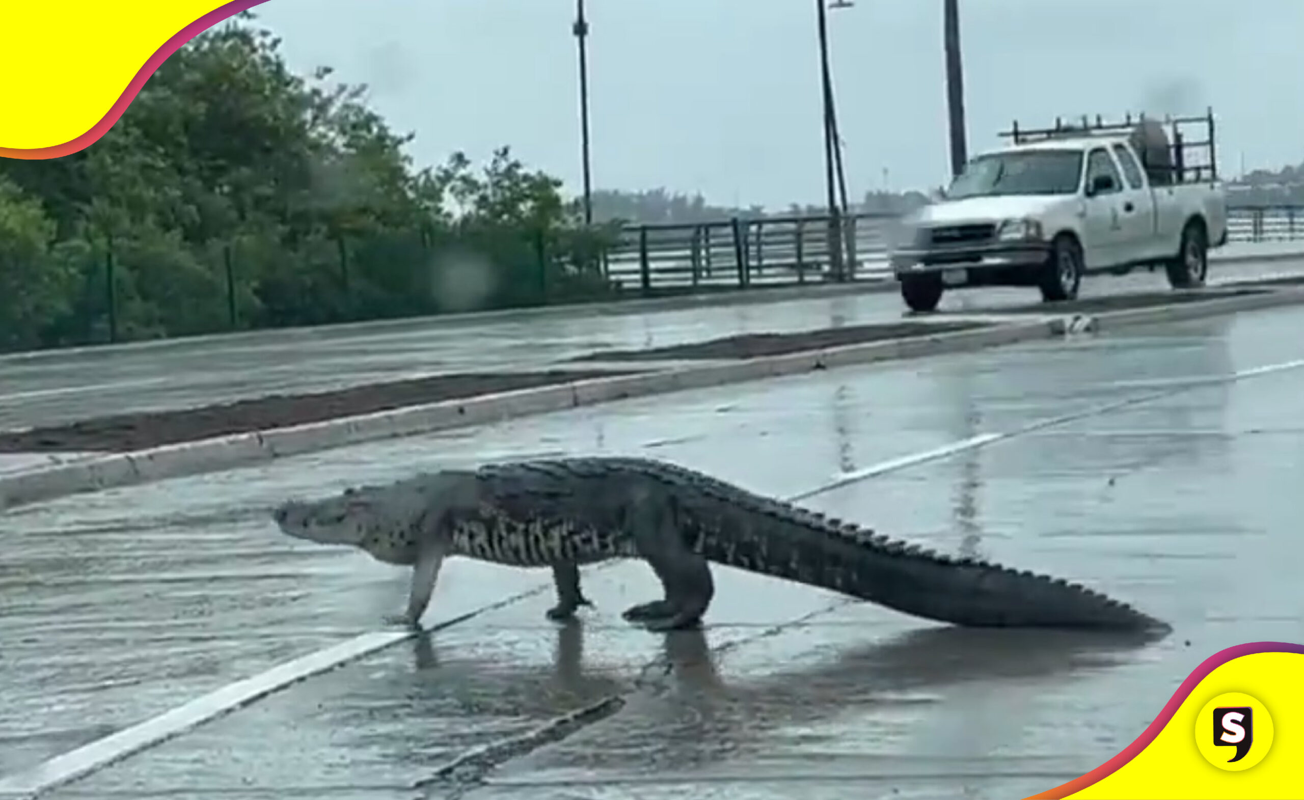 cocodrilo Tampico