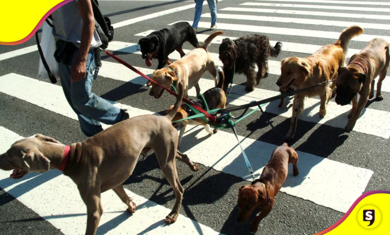 de animales