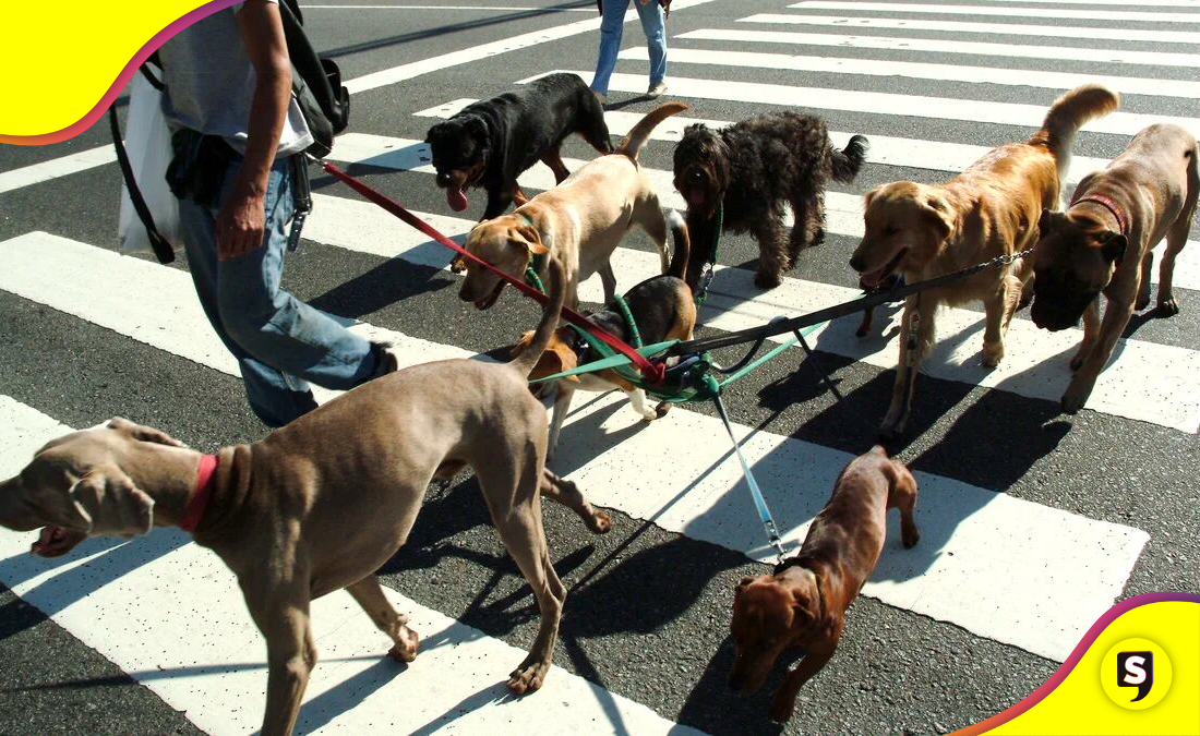 de animales