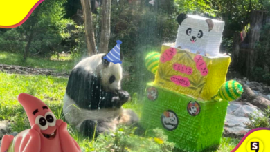 ¡Wow! Chapultepec consintió a esta panda cumpleañera.