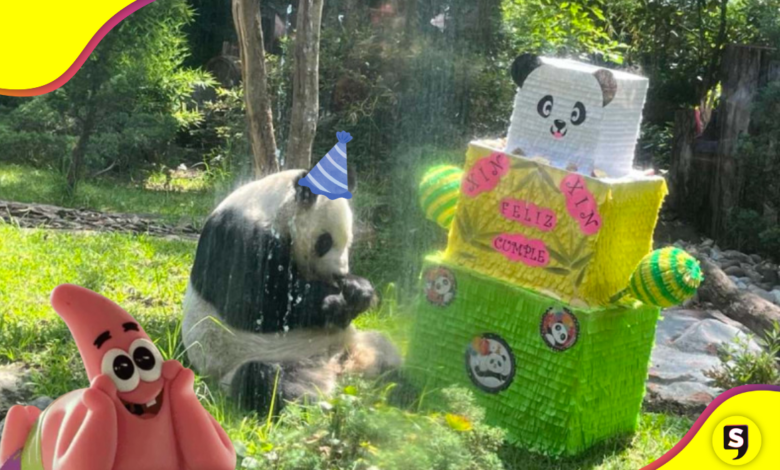 ¡Wow! Chapultepec consintió a esta panda cumpleañera.