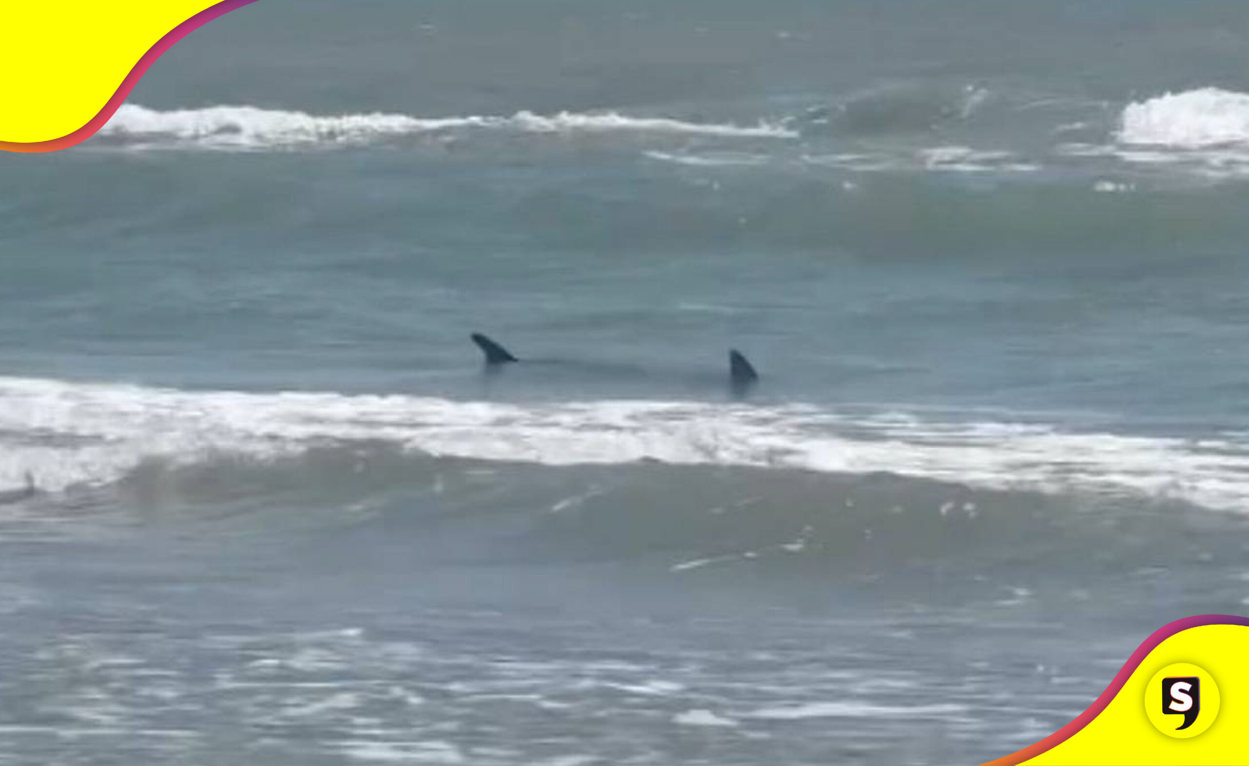Tiburón playa de Texas