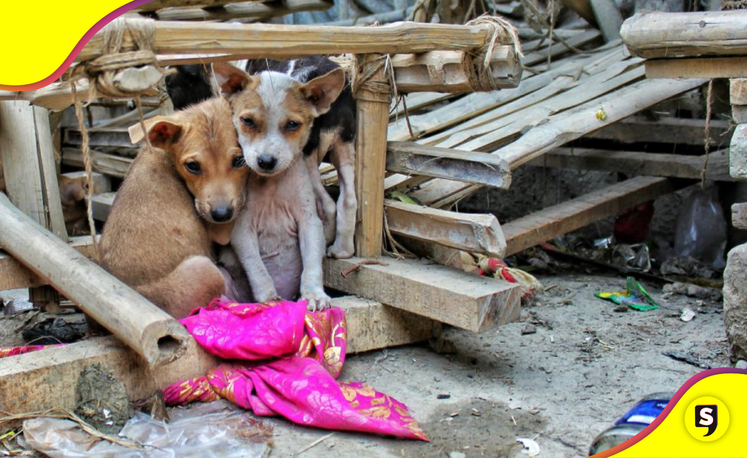 Turquía ley sacrificar perros