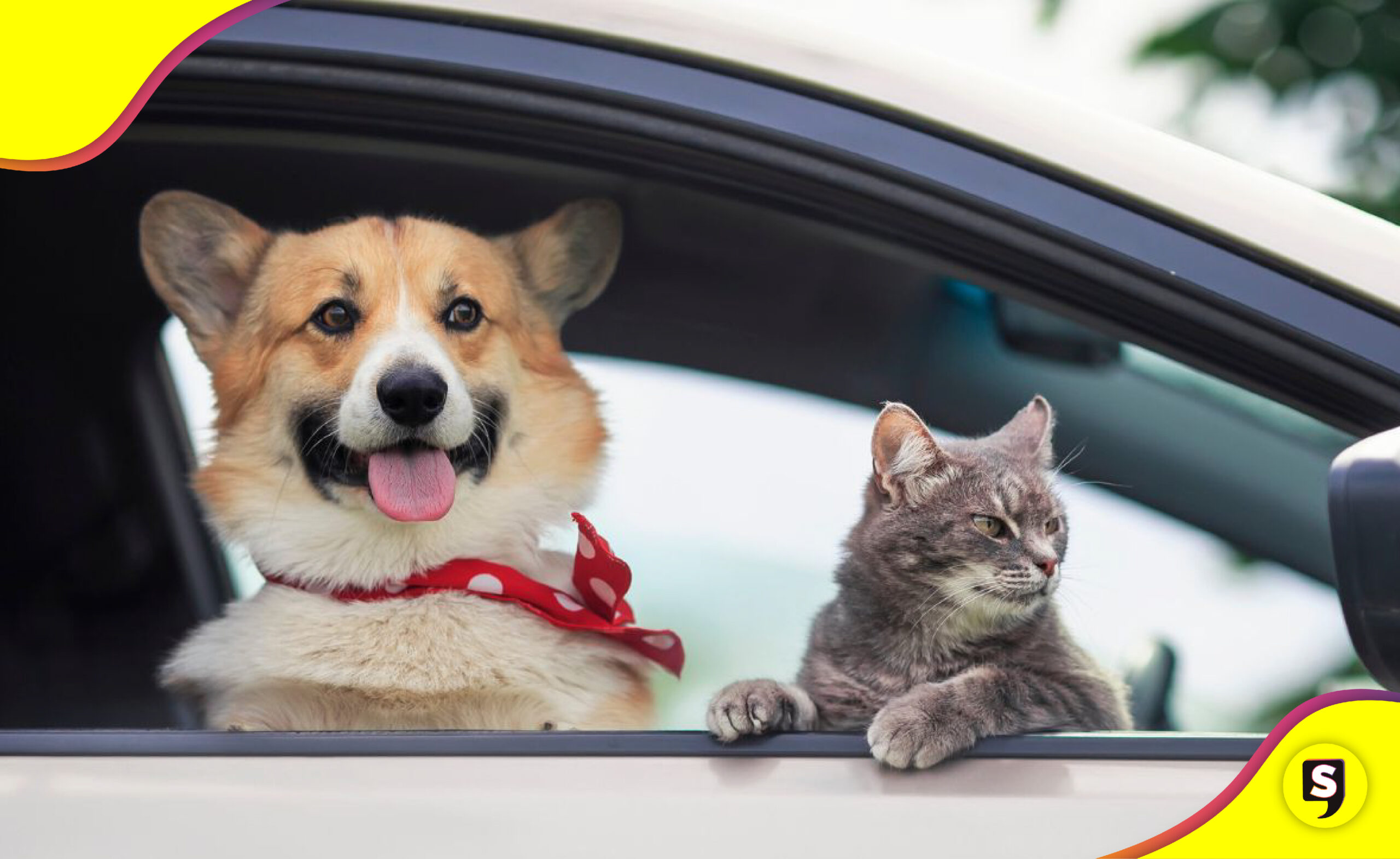 Uber Pet llega a México