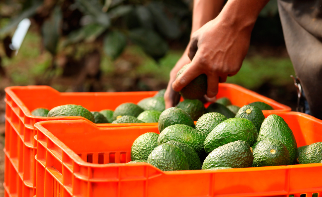 el aguacate