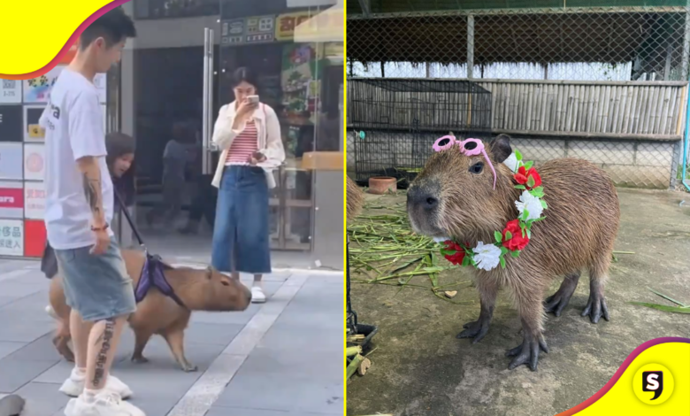 capibara