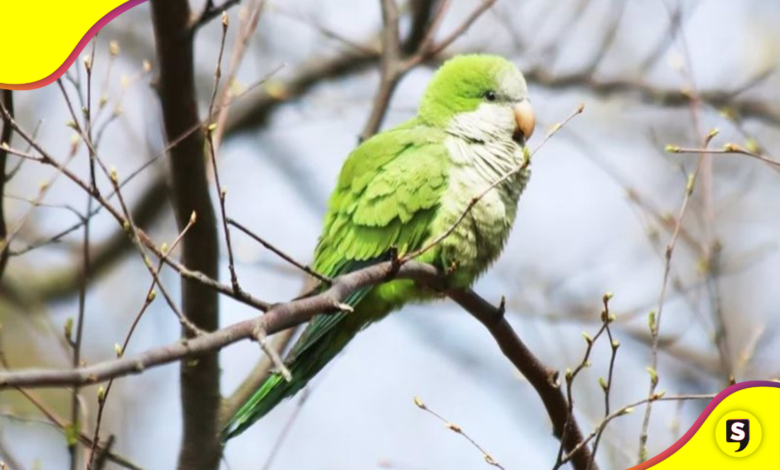 cotorra argentina