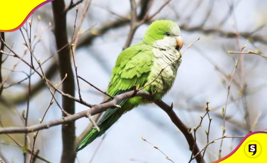 cotorra argentina