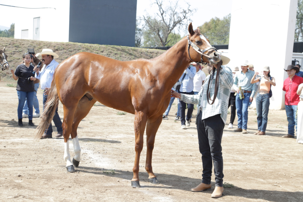 Terapia Asistida por Animales