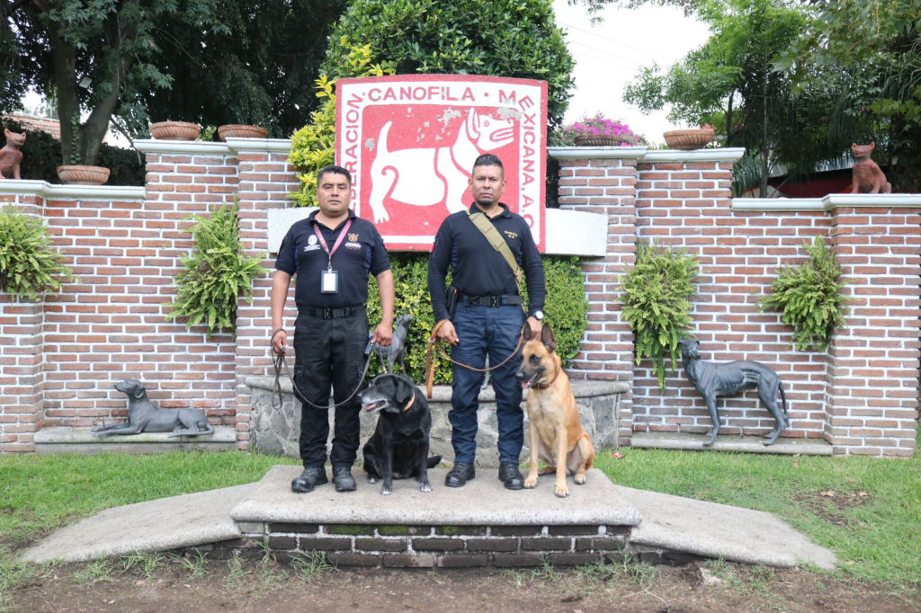 perritos