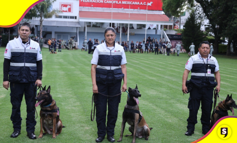 perritos