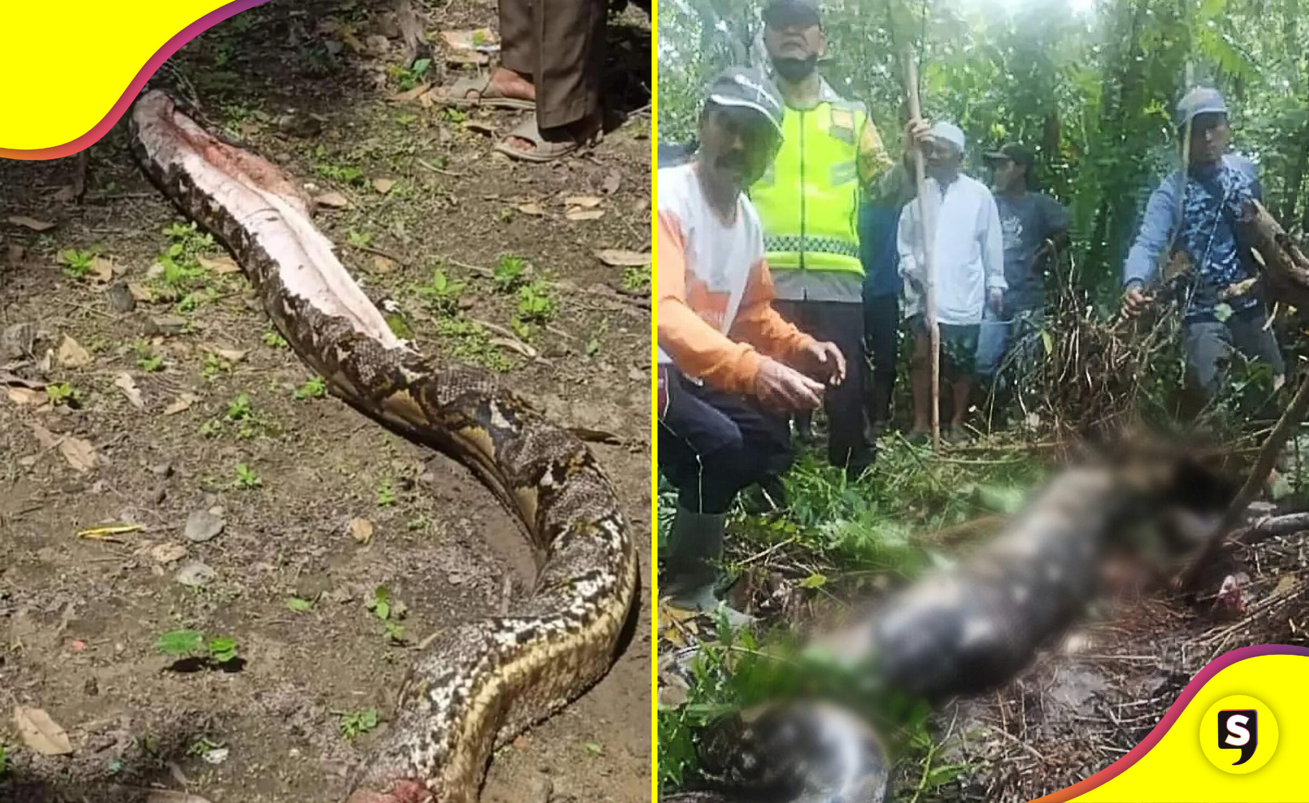 serpiente pitón mujer en Indonesia