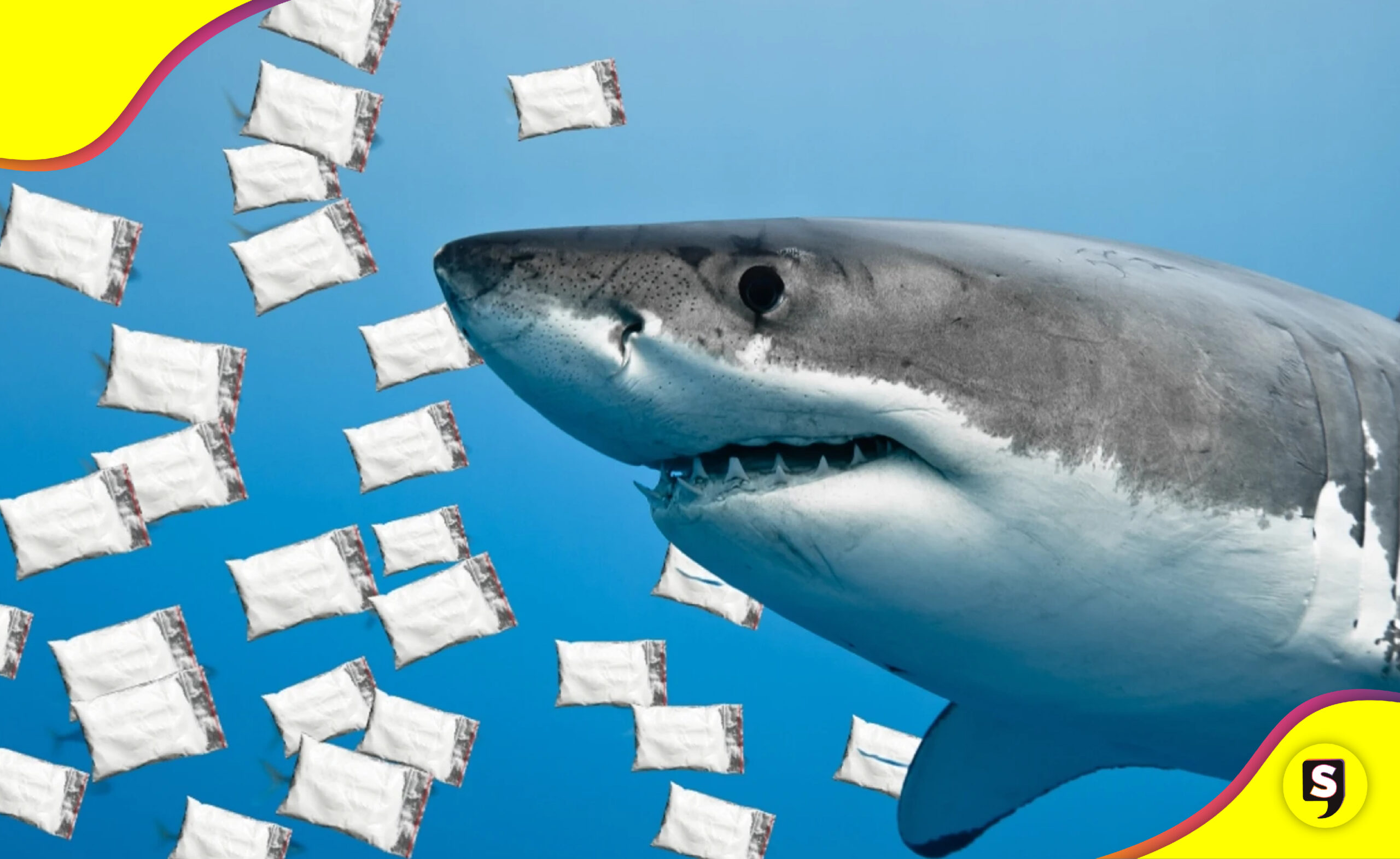 tiburones en Brasil cocaína