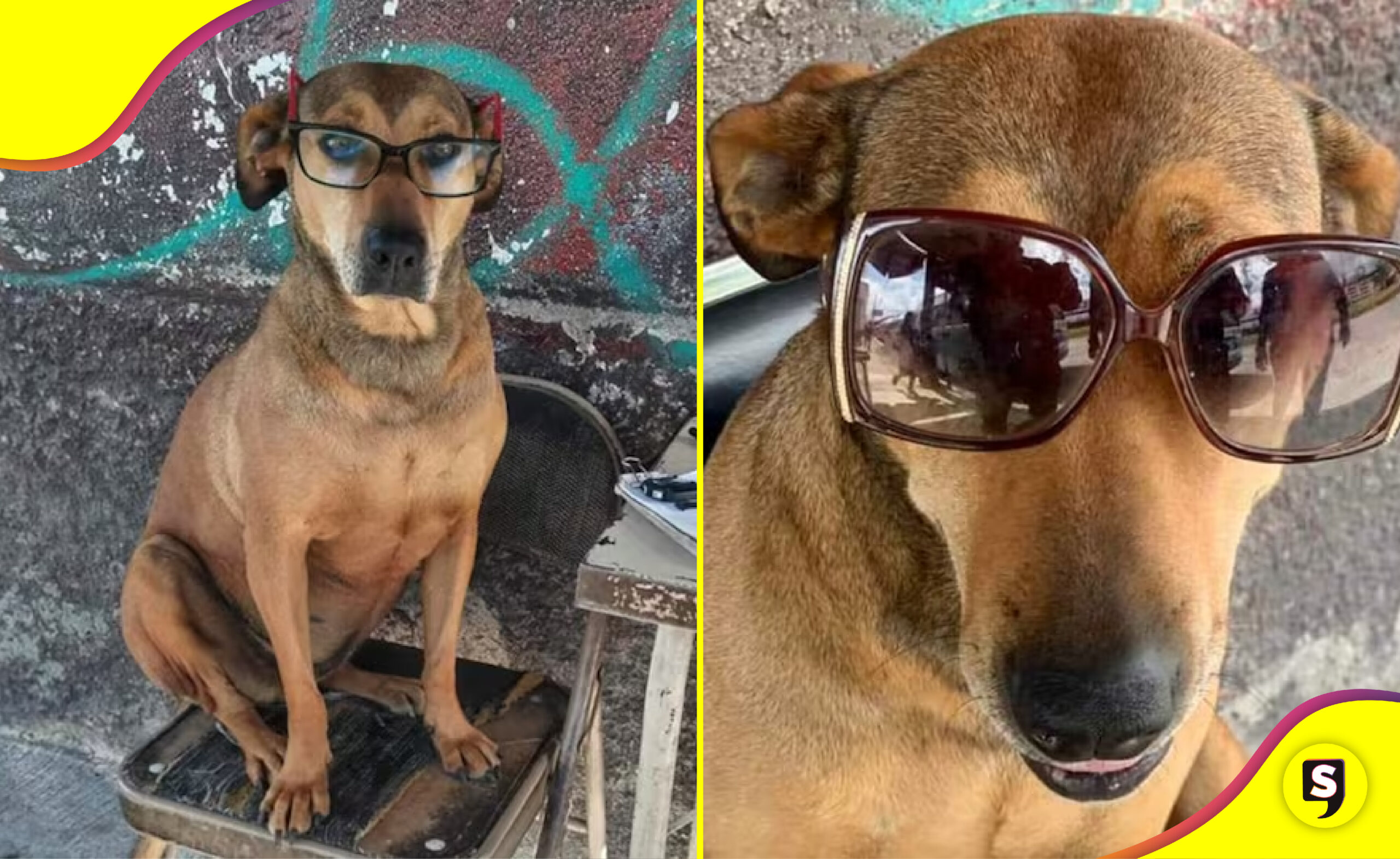 Canela perrita checadora combis