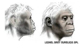 hobbits