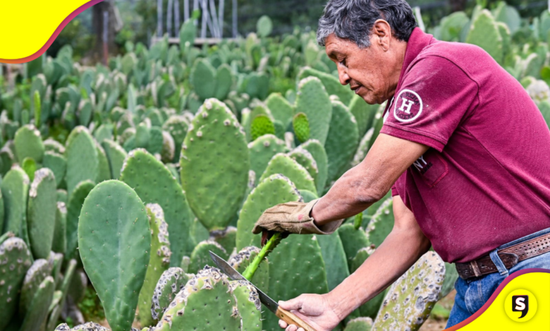 nopal