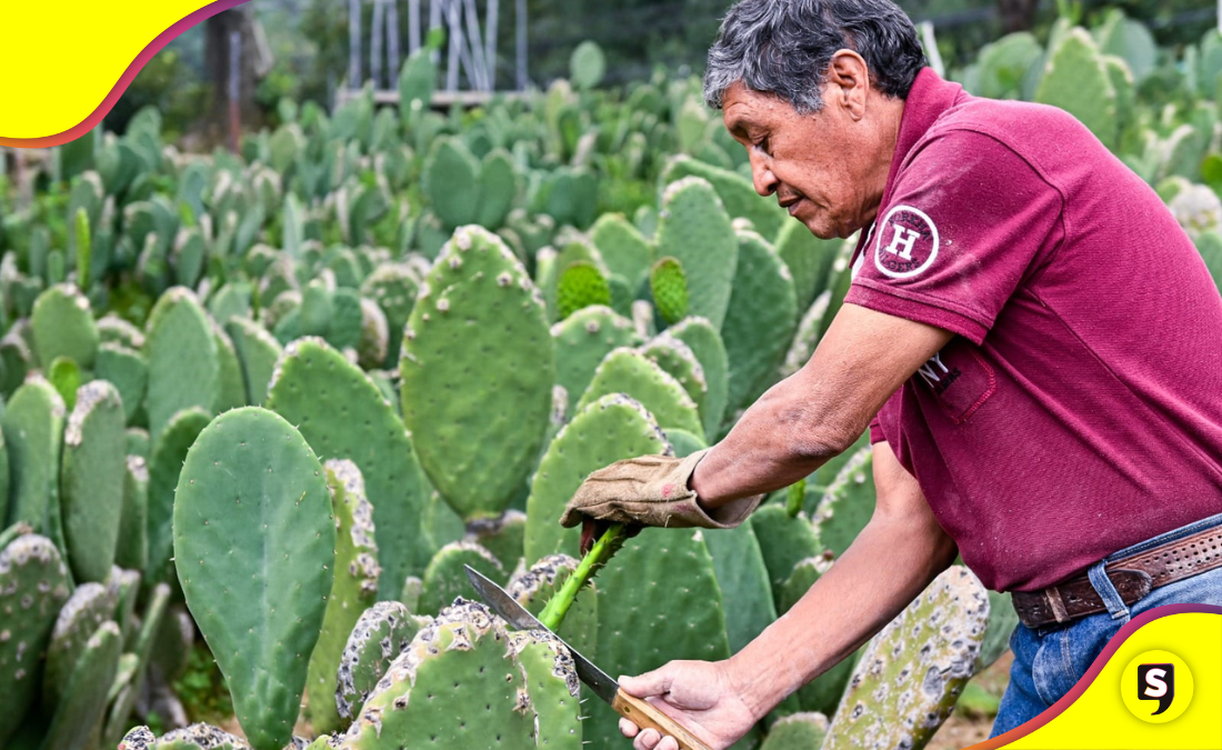 nopal