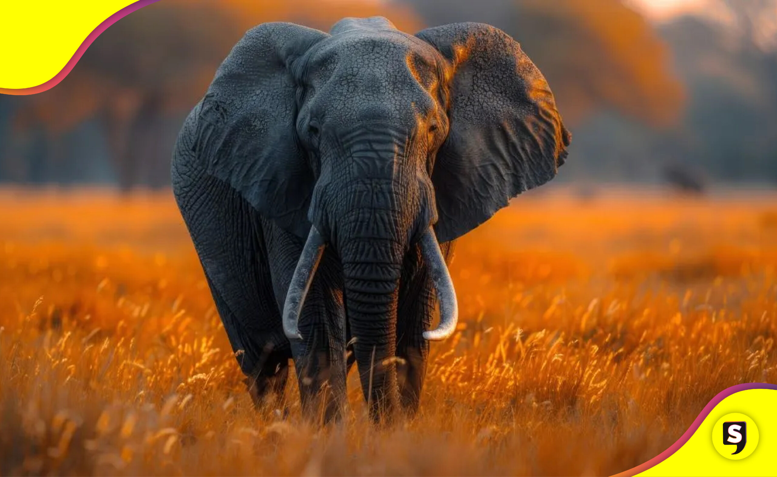 Zimbabue sacrificar 200 elefantes