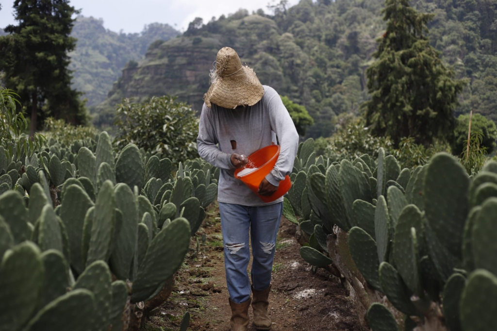nopal