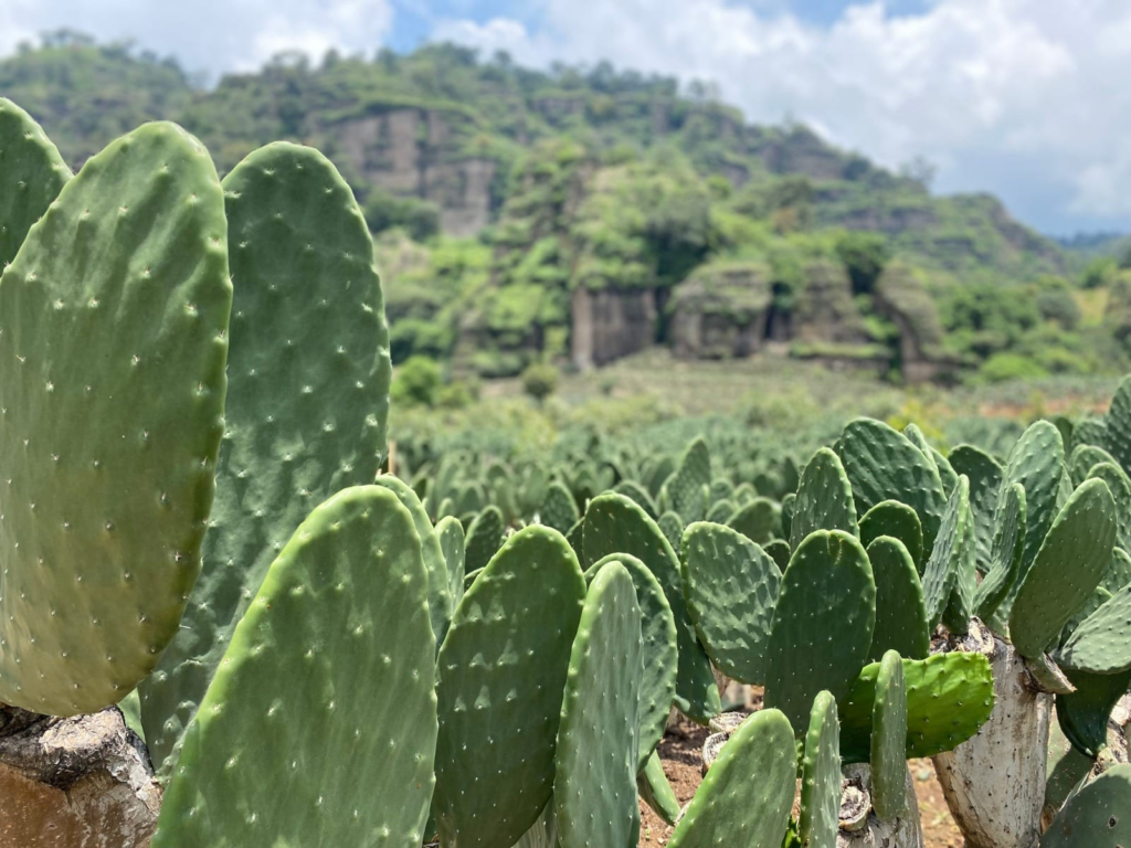 nopal