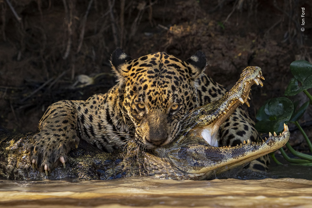 vida silvestre