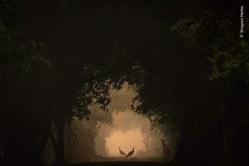 vida silvestre