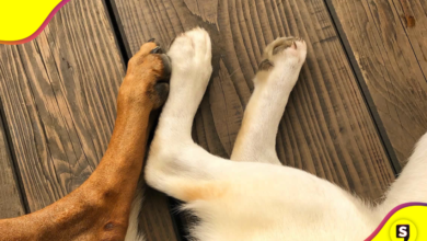 Patitas limpias, perro feliz: consejos para cuidar sus almohadillas.