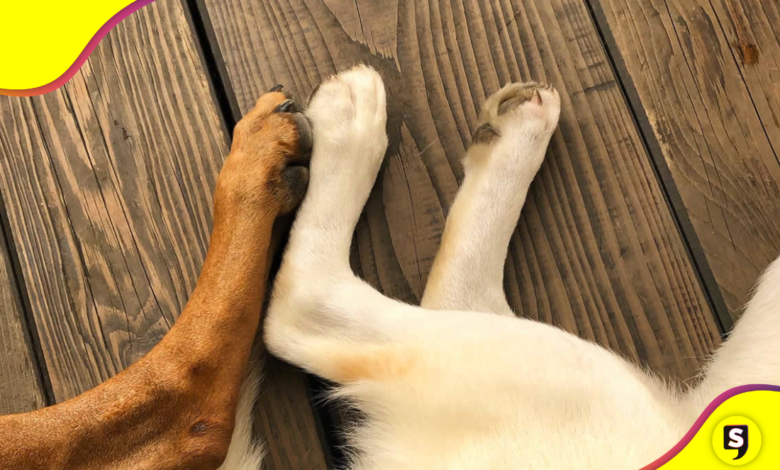 Patitas limpias, perro feliz: consejos para cuidar sus almohadillas.