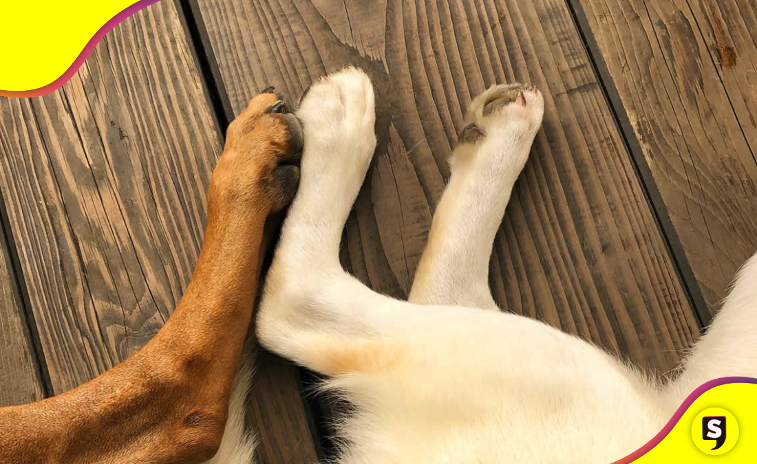 Patitas limpias, perro feliz: consejos para cuidar sus almohadillas.