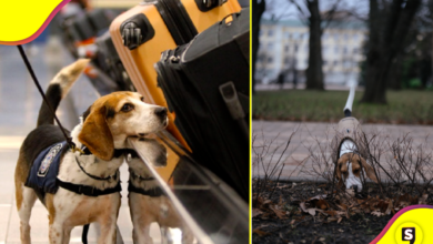 ¿Conoces este superpoder perruno?