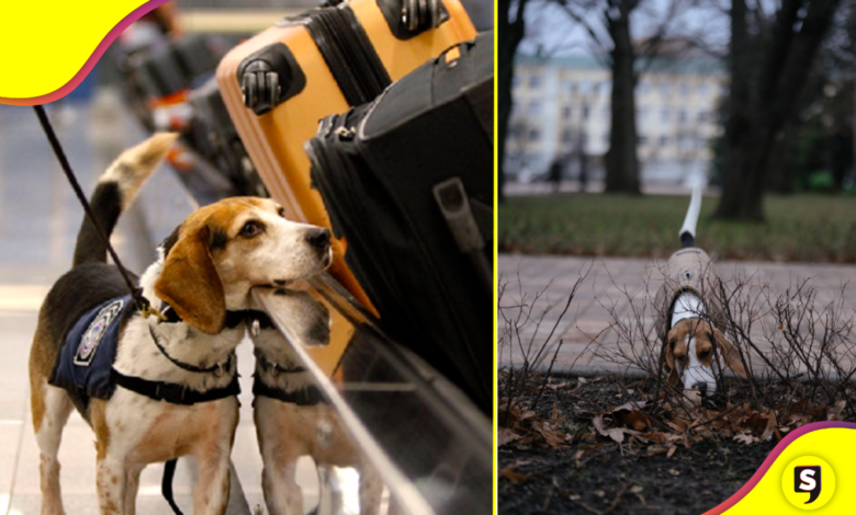 ¿Conoces este superpoder perruno?