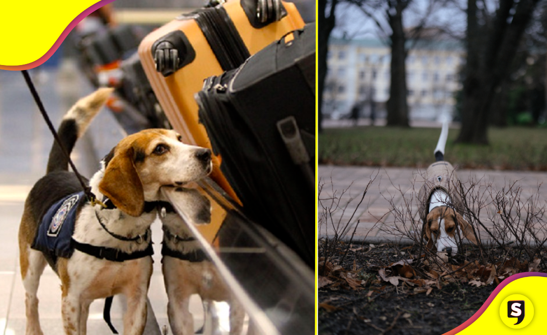 ¿Conoces este superpoder perruno?