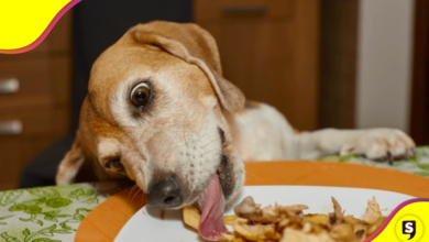 Alimentos que son un NO definitivo aunque tu lomito ande de pedinche.