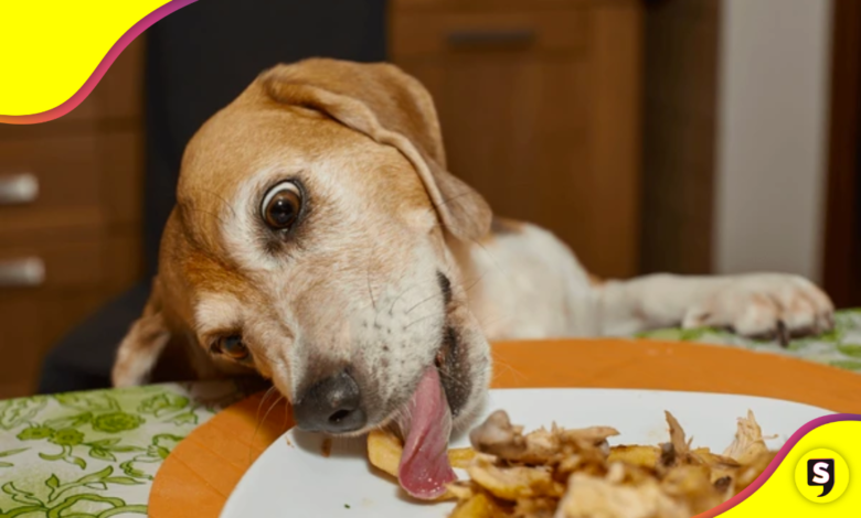 Alimentos que son un NO definitivo aunque tu lomito ande de pedinche.