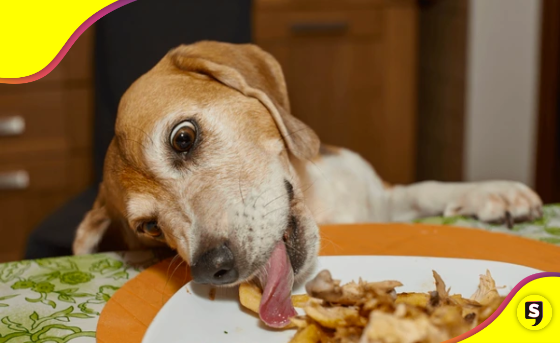 Alimentos que son un NO definitivo aunque tu lomito ande de pedinche.